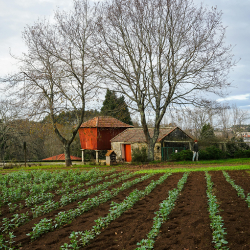 Tarım Arazilerinde Yapılaşma ve Arazi Kullanımı: 4 Nisan 2026 Tarihli Yönetmelik Düzenlemeleri  