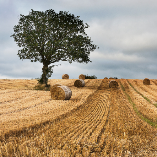Tarım Arazisi Satışında Ön Alım (Şufa) Hakkı: Komşu, Paydaş ve Eş Köylünün Hakları